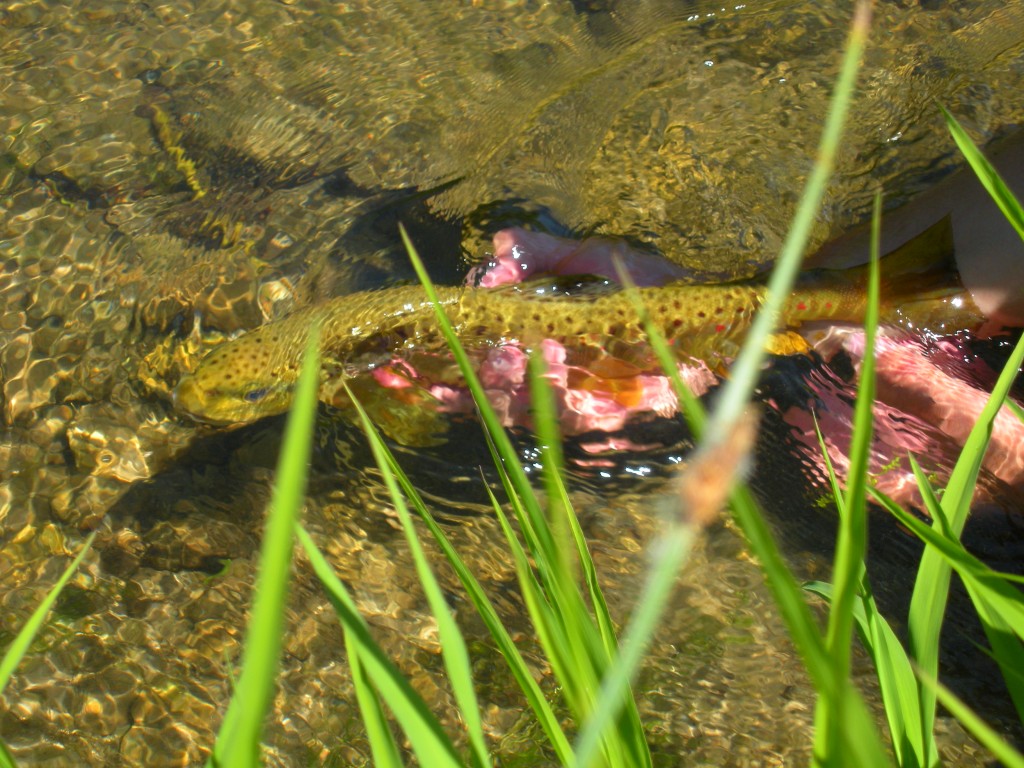 Brown trout swimming in Nebraska Pine Ridge stream. Photo courtesy of Daryl Bauer/Nebraska Game and Parks Commission. 