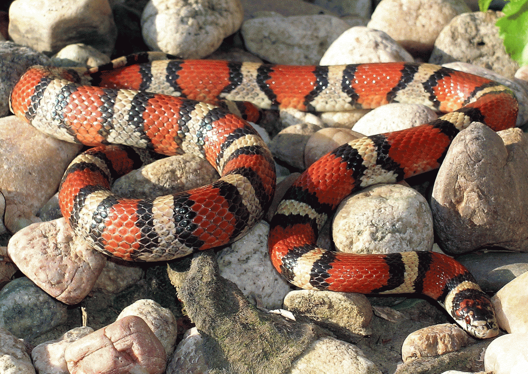 Western milk snake. Photo courtesy of University of Nebraska-Lincoln.
