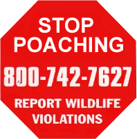 stop_poaching