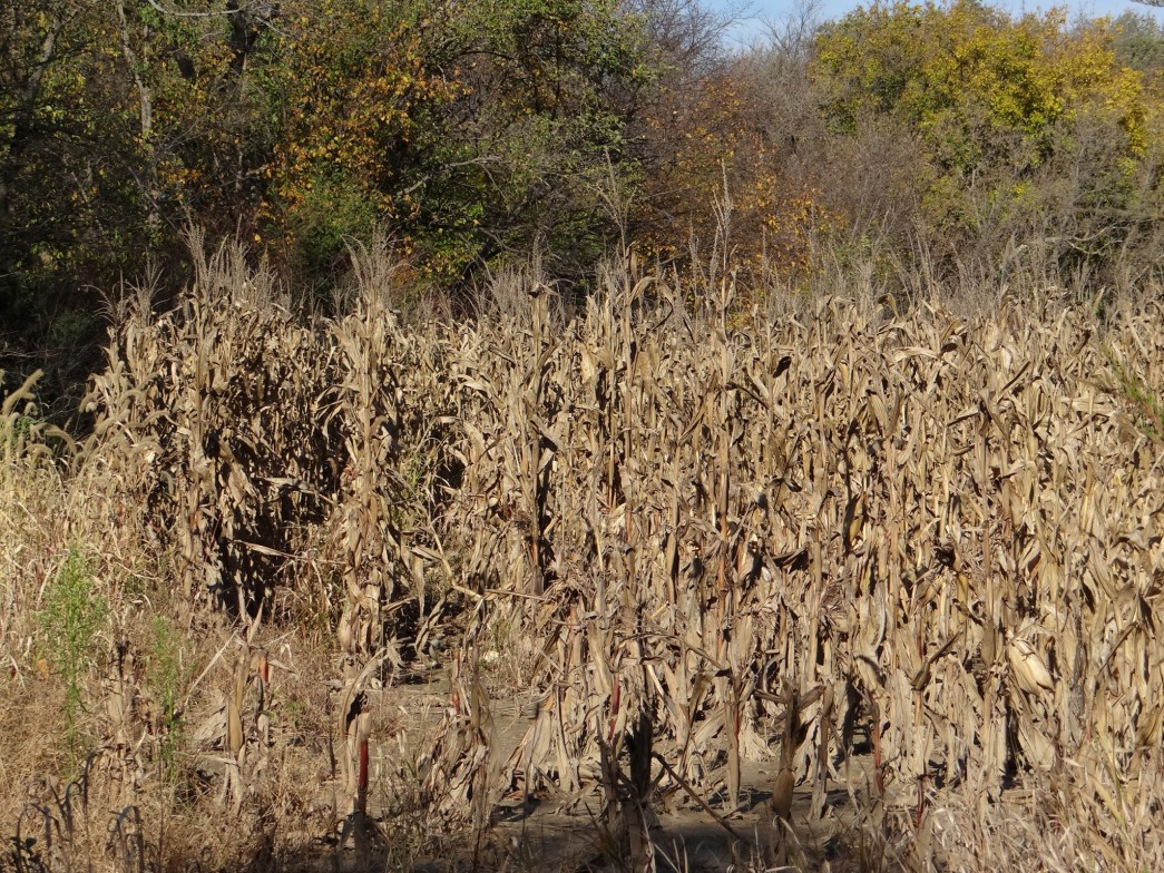 Corn wildlife food/cover plot adjacent to woodlands in field corner.