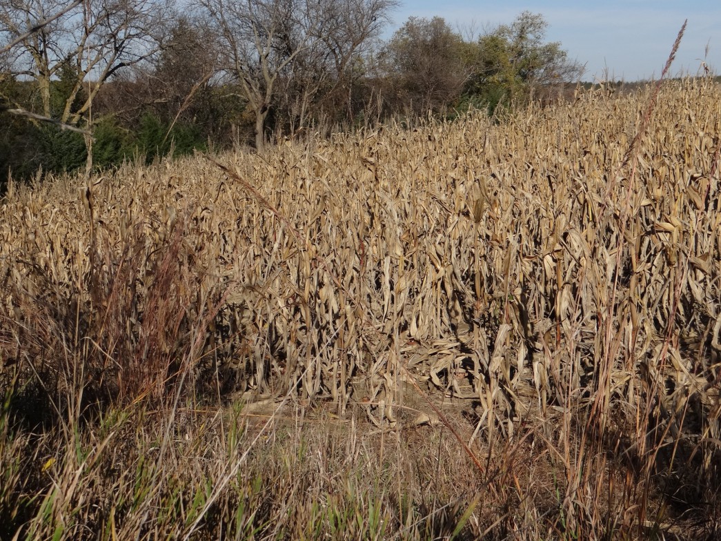 Corn wildlife food/cover plot adjacent to woods.
