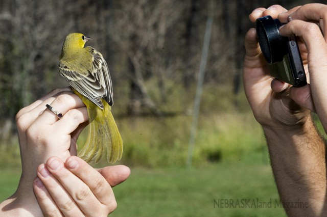 A female orchard oriole is held by Alexandra Mayes, education coordinator for the Bird Conservancy of the Rockies, while getting its photo taken by an attendee of last year's public bird banding demonstrations at Chadron State Park. (NEBRASKAland/Justin Haag)