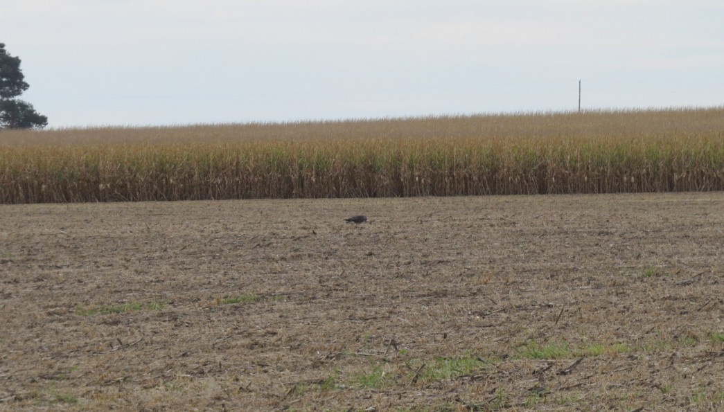A distant shot, but the dark blob in the center of this photo is a Swainson's Hawk in a recently cut soybean field. This Swainson's Hawk was in western Saline County on 1 October 2015.