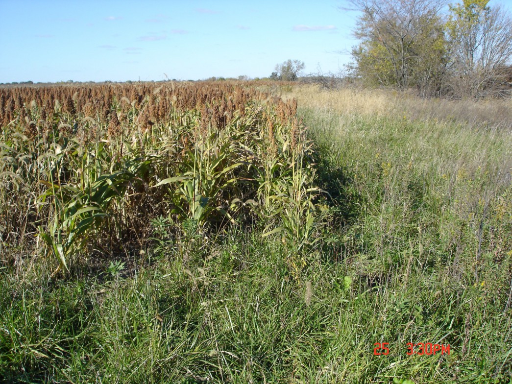 Grain sorghum wildlife food/cover plot next to grassland.