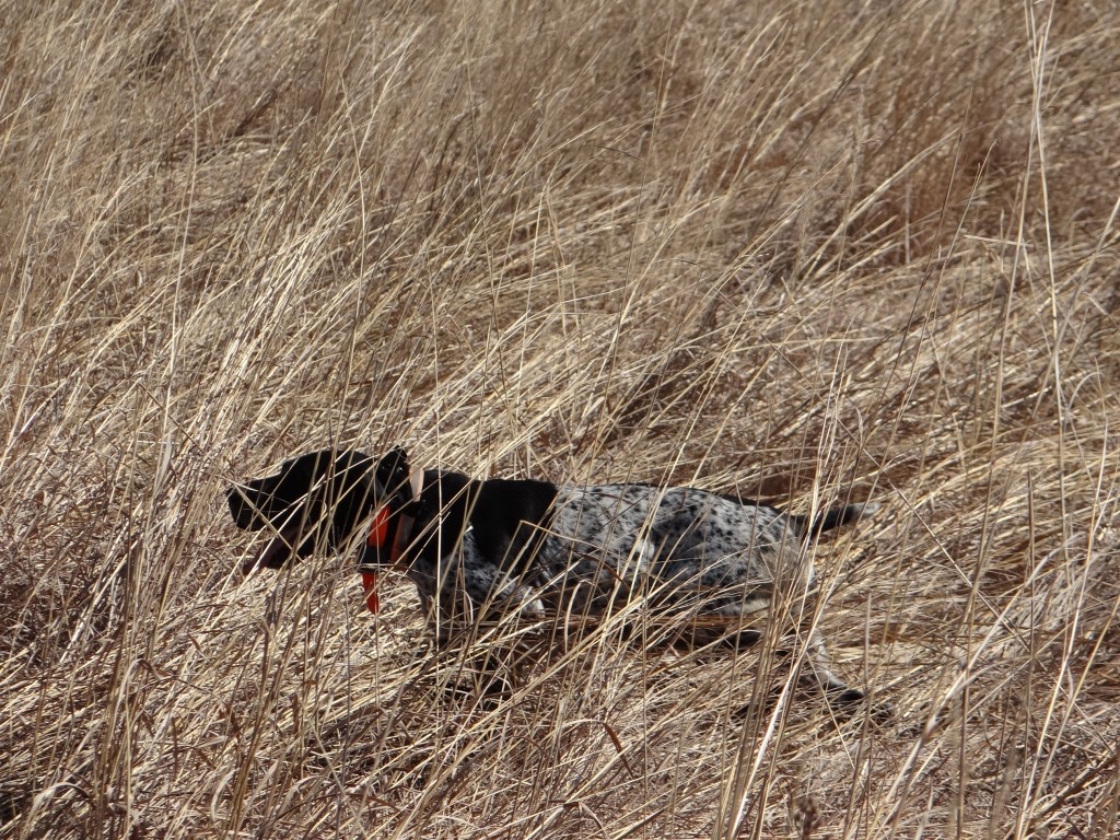 pheasanthuntingdog