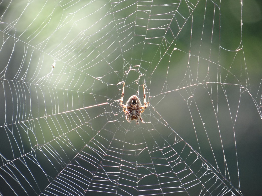 spiderinweb