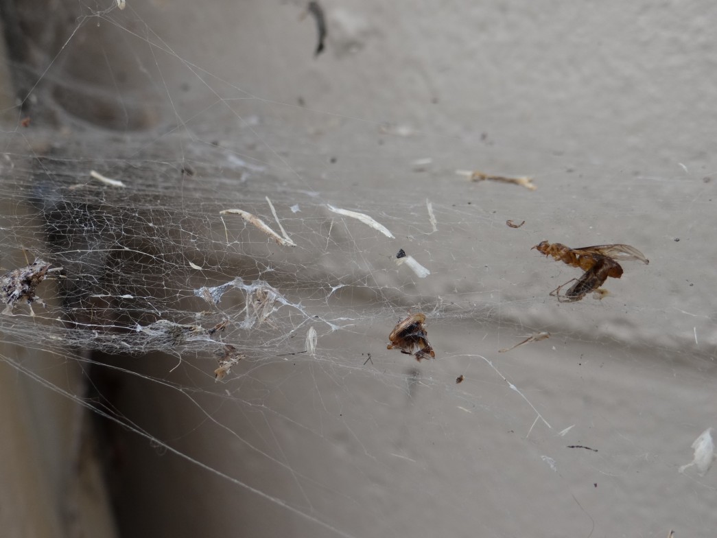 spiderwebcatches