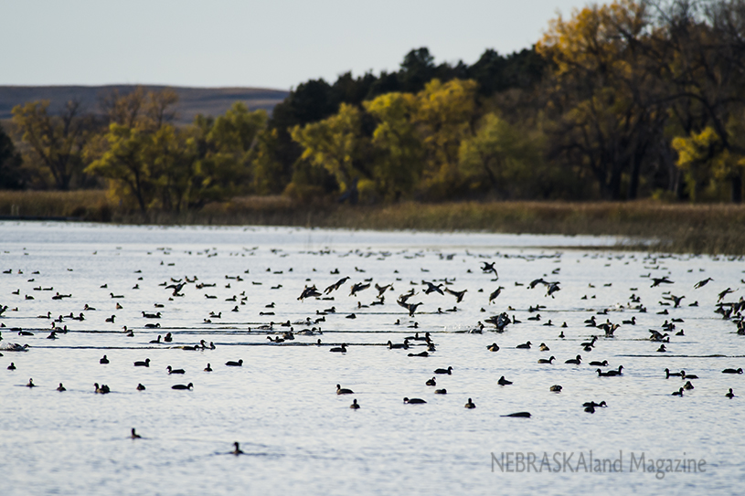 Waterfowl at Smith Lake Wildlife Management Area