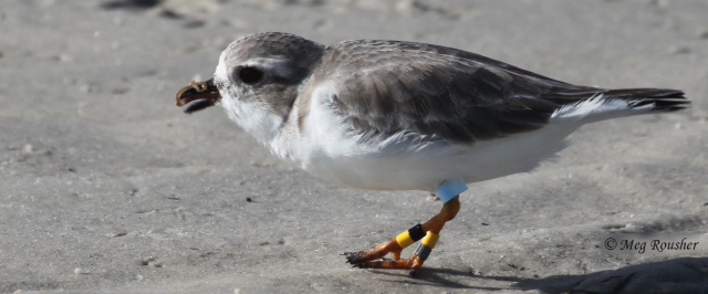 Erwin feeding along the shoreline at Bunche Beach near Fort Myers, Florida. Photo taken by Meg Rousher on 30 October 2015.