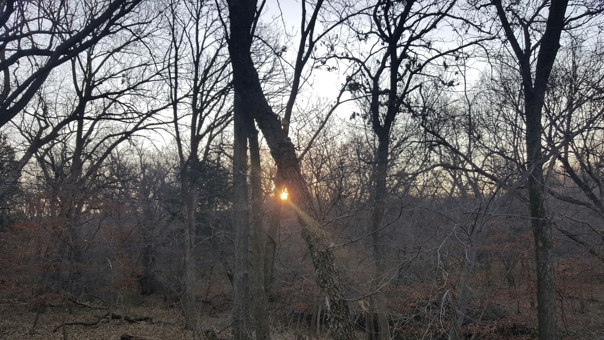 Sunrise from the deer hunting treestand in the woods of southeastern Nebraska.