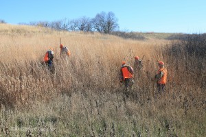 Hunters and dogs look in heavy grasses for a downed quail. Dogs are a great asset in finding birds in heavy cover.