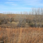 Habitat at Davis Creek Wildlife Management Area