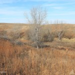 A valley of good habitat at Davis Creek Wildlife Management Area