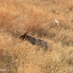 O'Connor's German shorthair Gump hunts hard through the cover. Gump has a flag on his collar so he can be seen in the field.