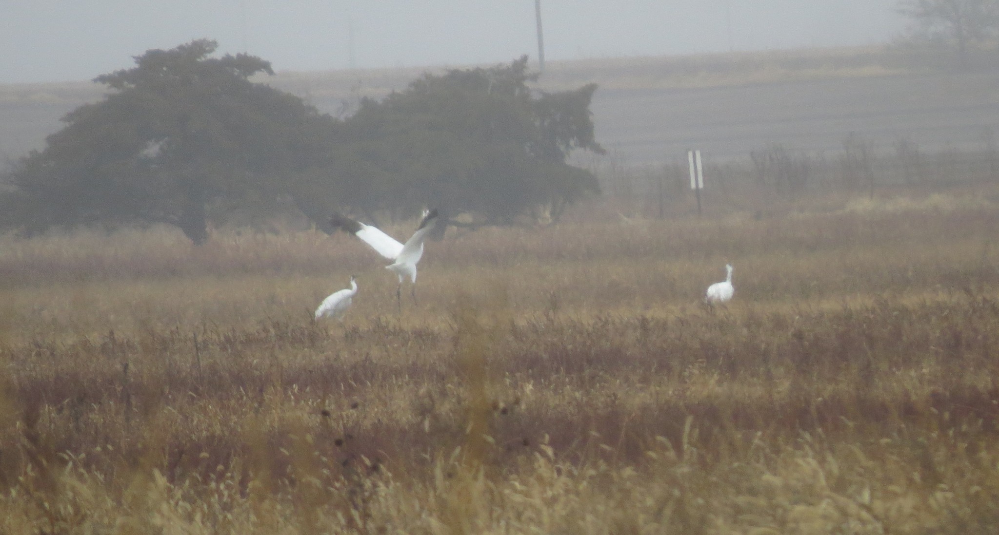 Hupp Whooping Cranes