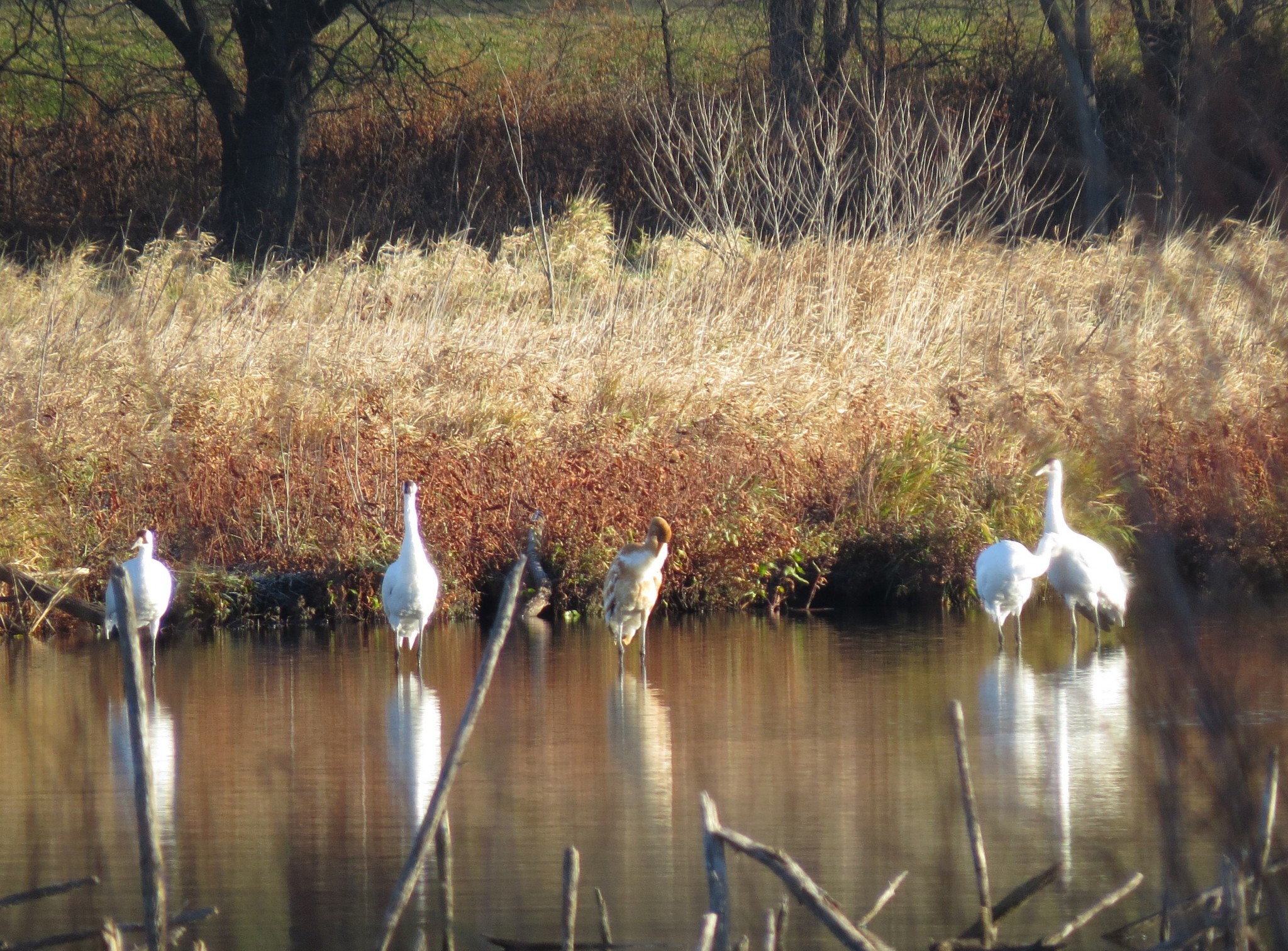 The Branched Oak Lake Whooping Cranes on 13 November 2015