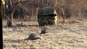 Decoys can help seal the deal but aren't required