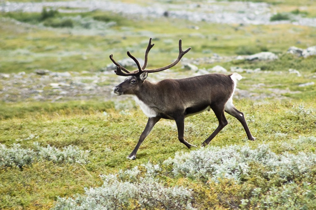 20070818-0001-strolling_reindeer
