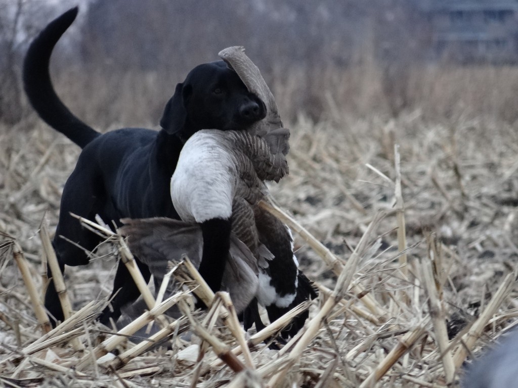 Waterfowl hunting dog, Buddy, retrieving Canada goose.