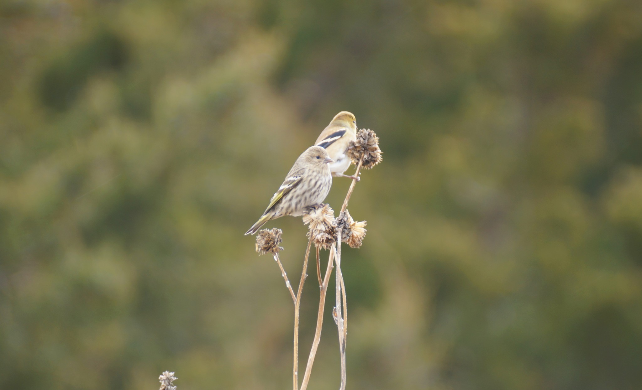 Pine Siskin (fore) and American Goldfinch