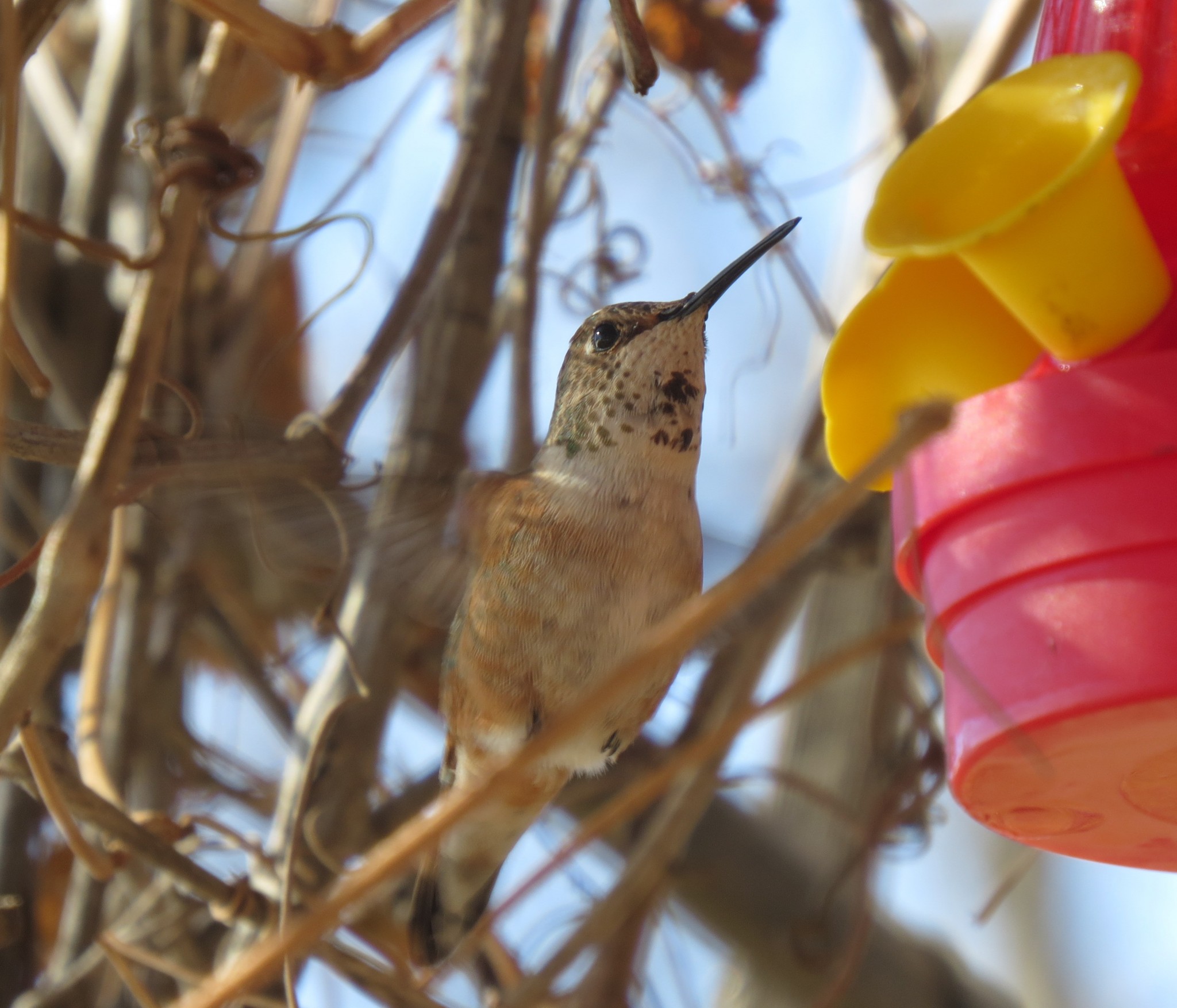 Rufous Hummingbird - Lushton