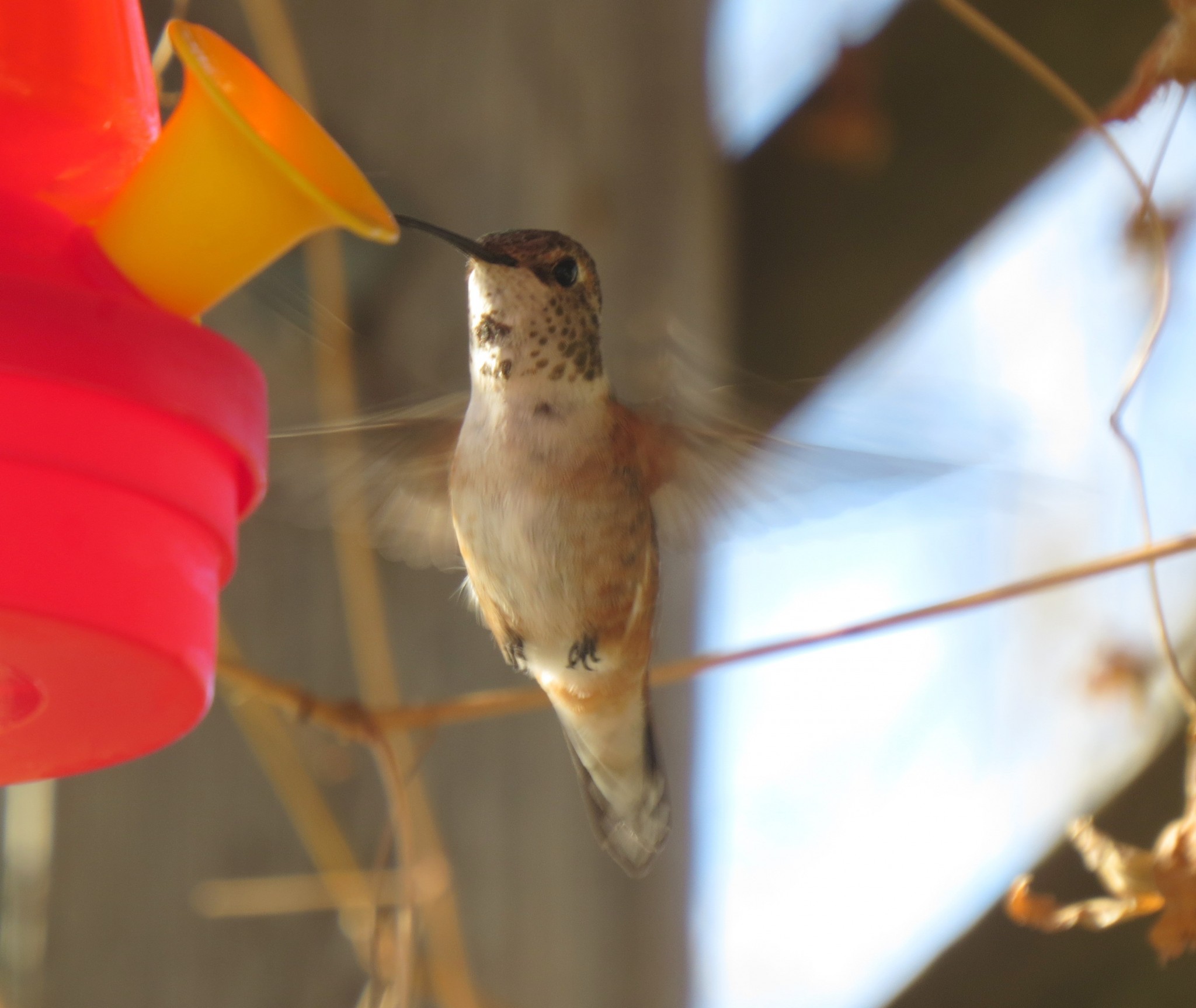 Rufous Hummingbird - Lushton2