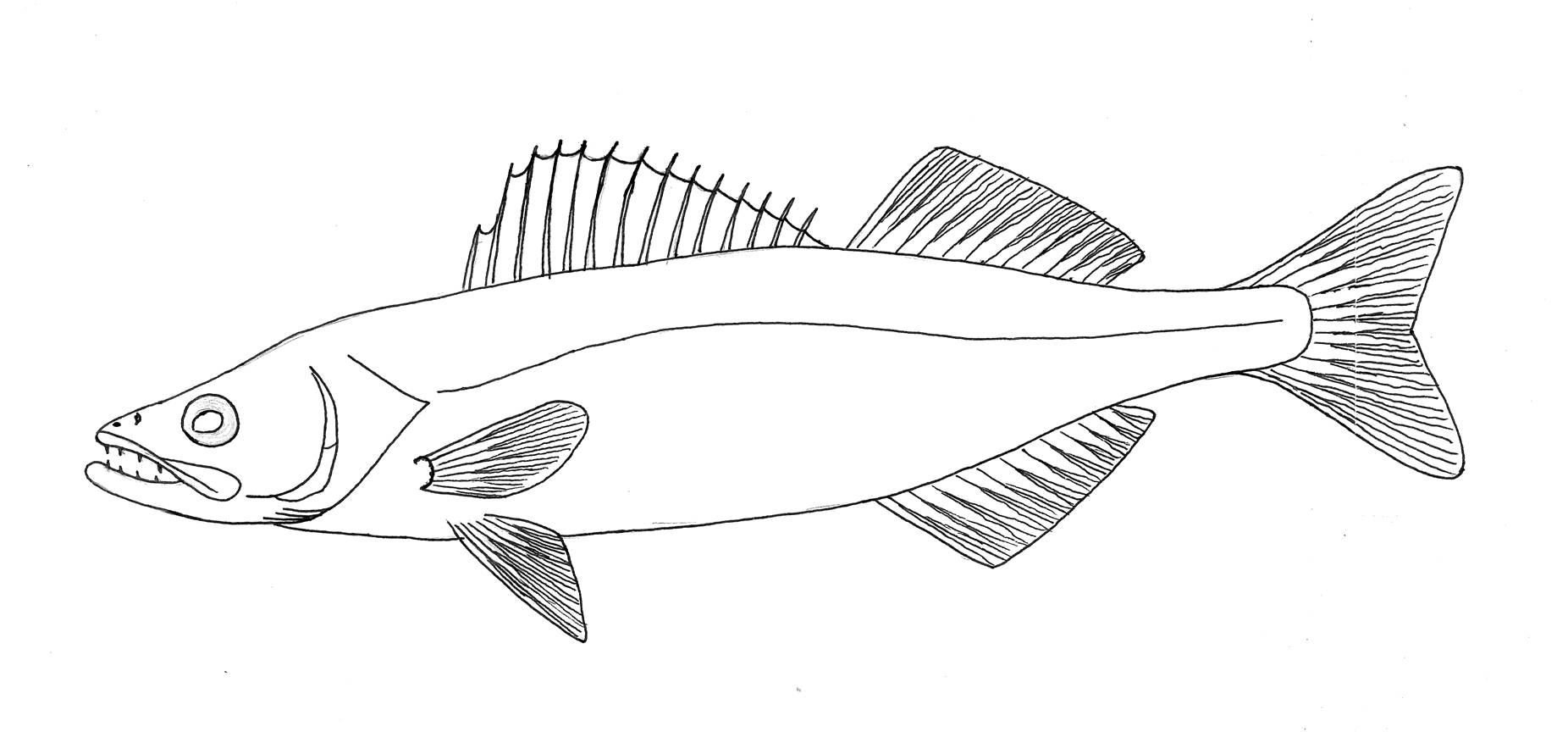 walleye coloring pages - photo #7