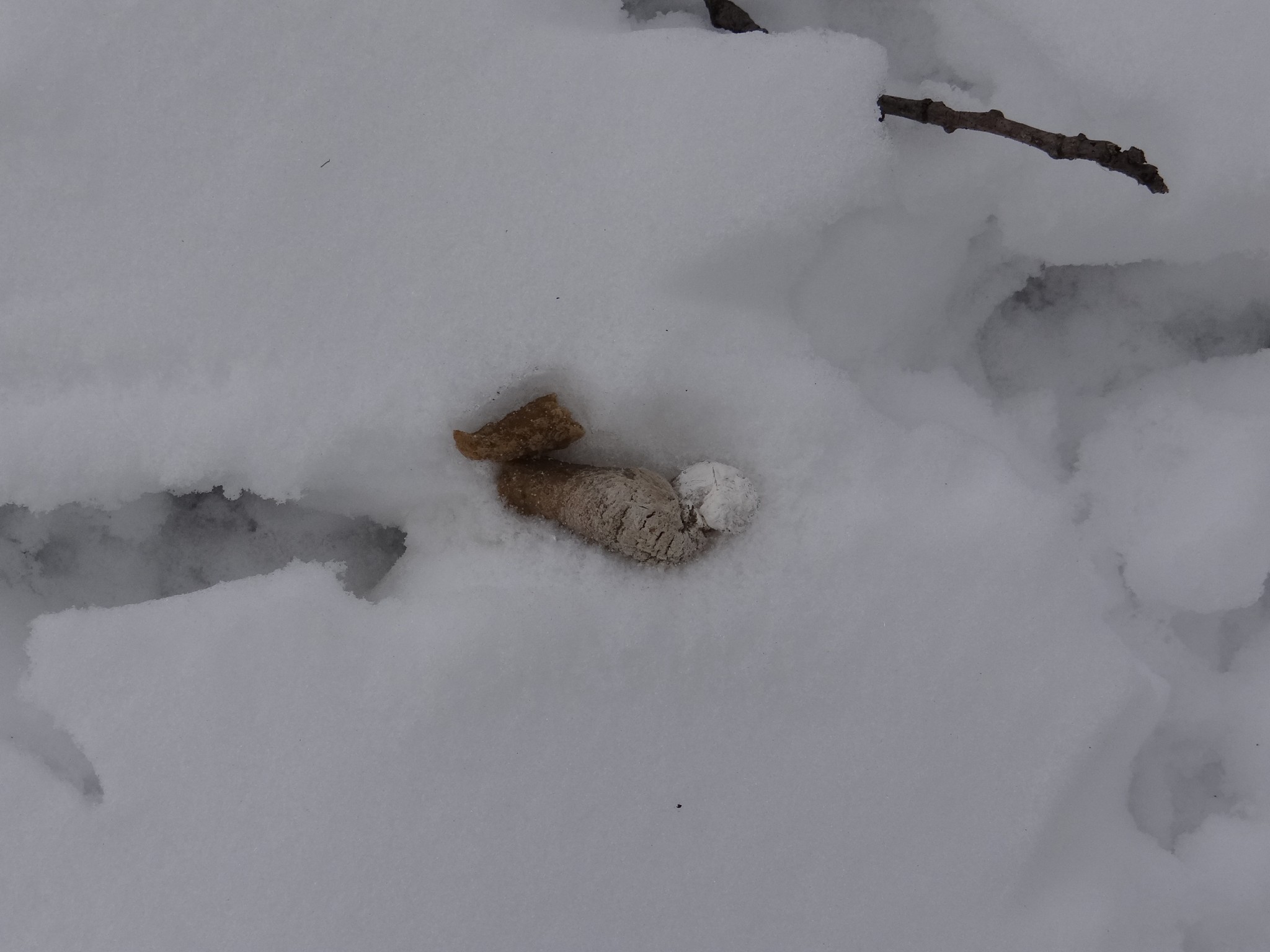 Fresh turkey droppings and tracks in snow.