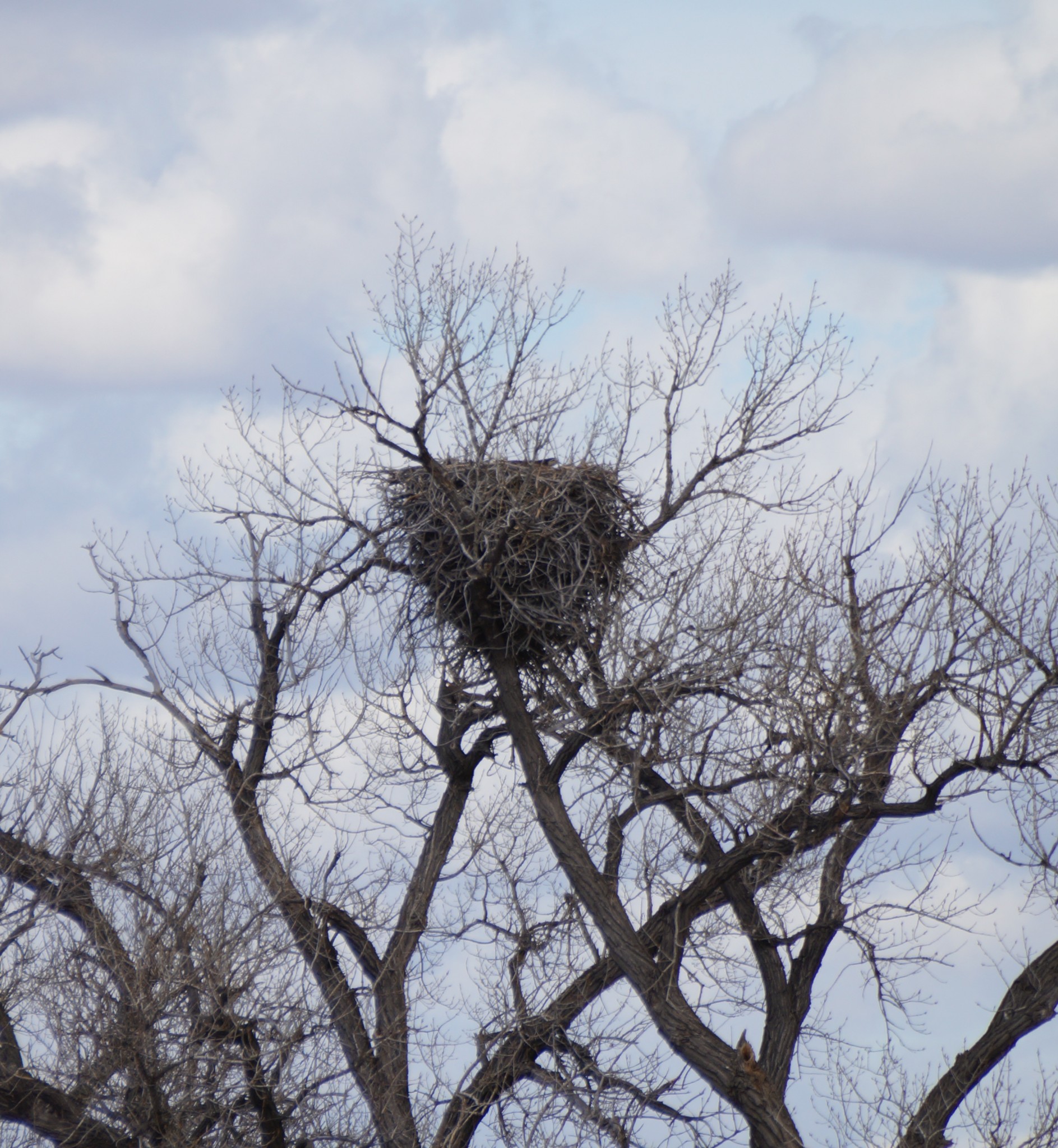 Bald Eagle nest