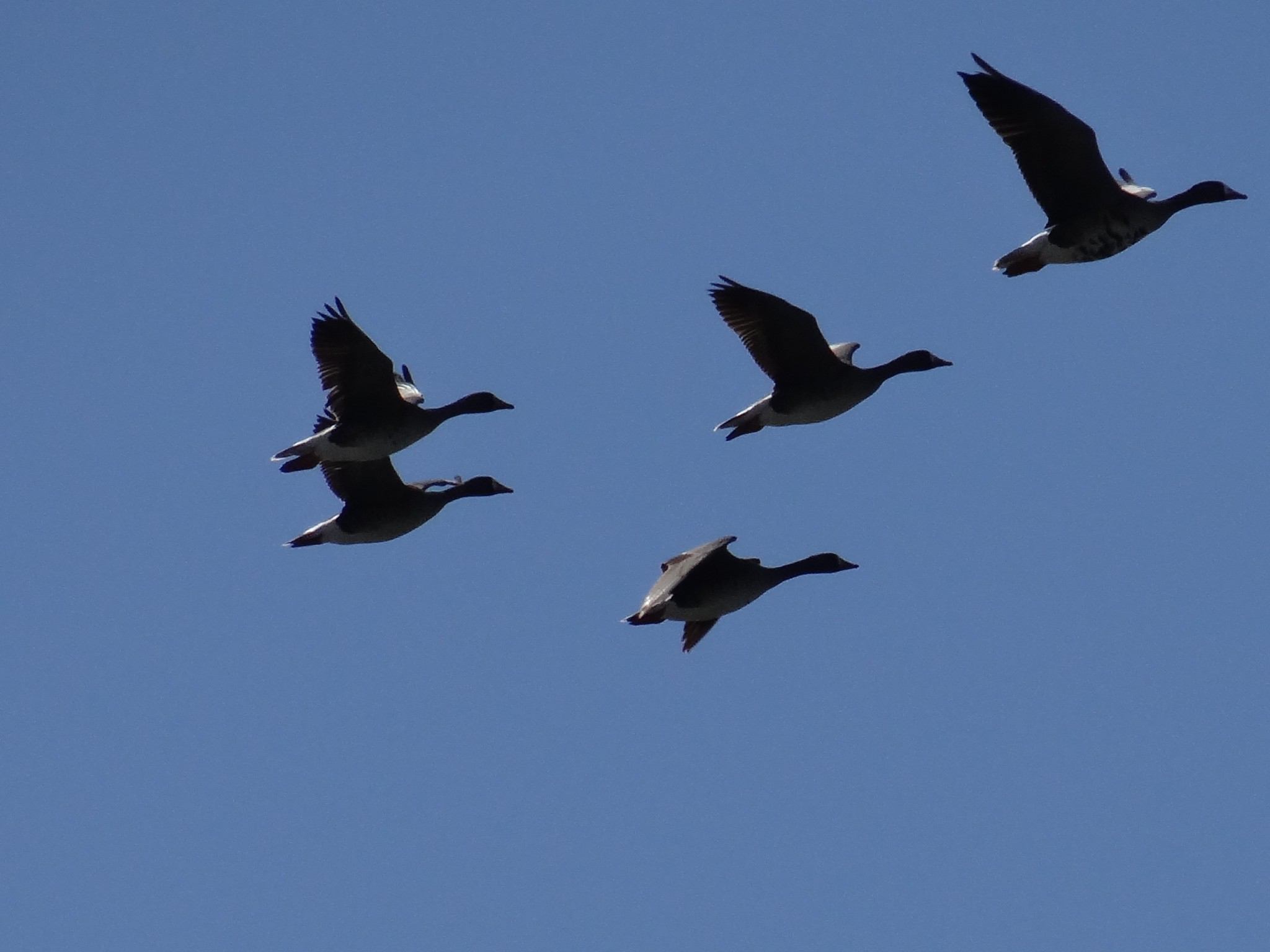 White-fronted geese fly over Carter Lake ona a March day. Photo by Greg Wagner.