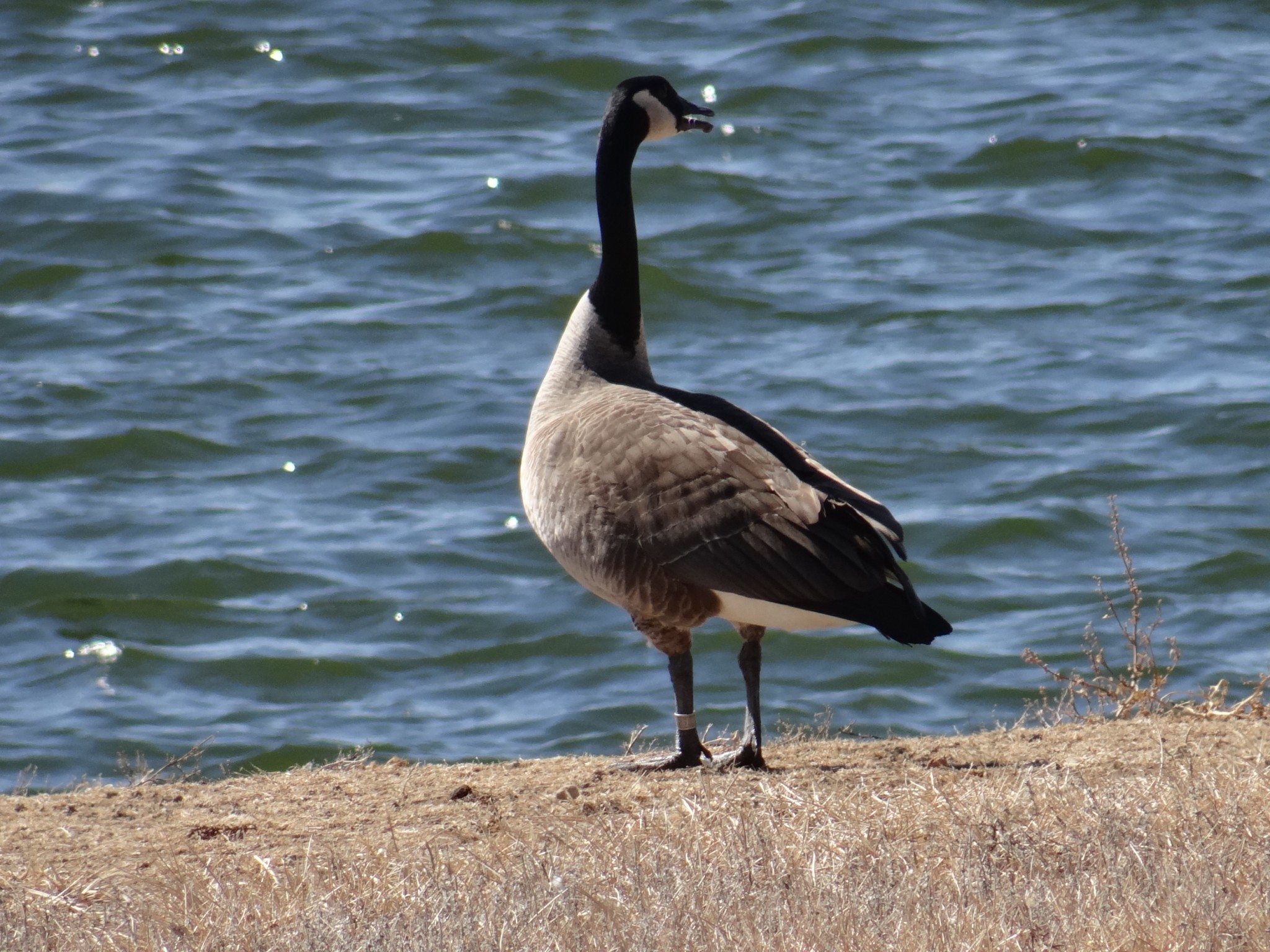 Banded Canada goose. Photo by Greg Wagner.