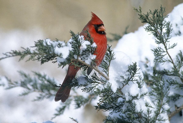 Cardinal_Snow