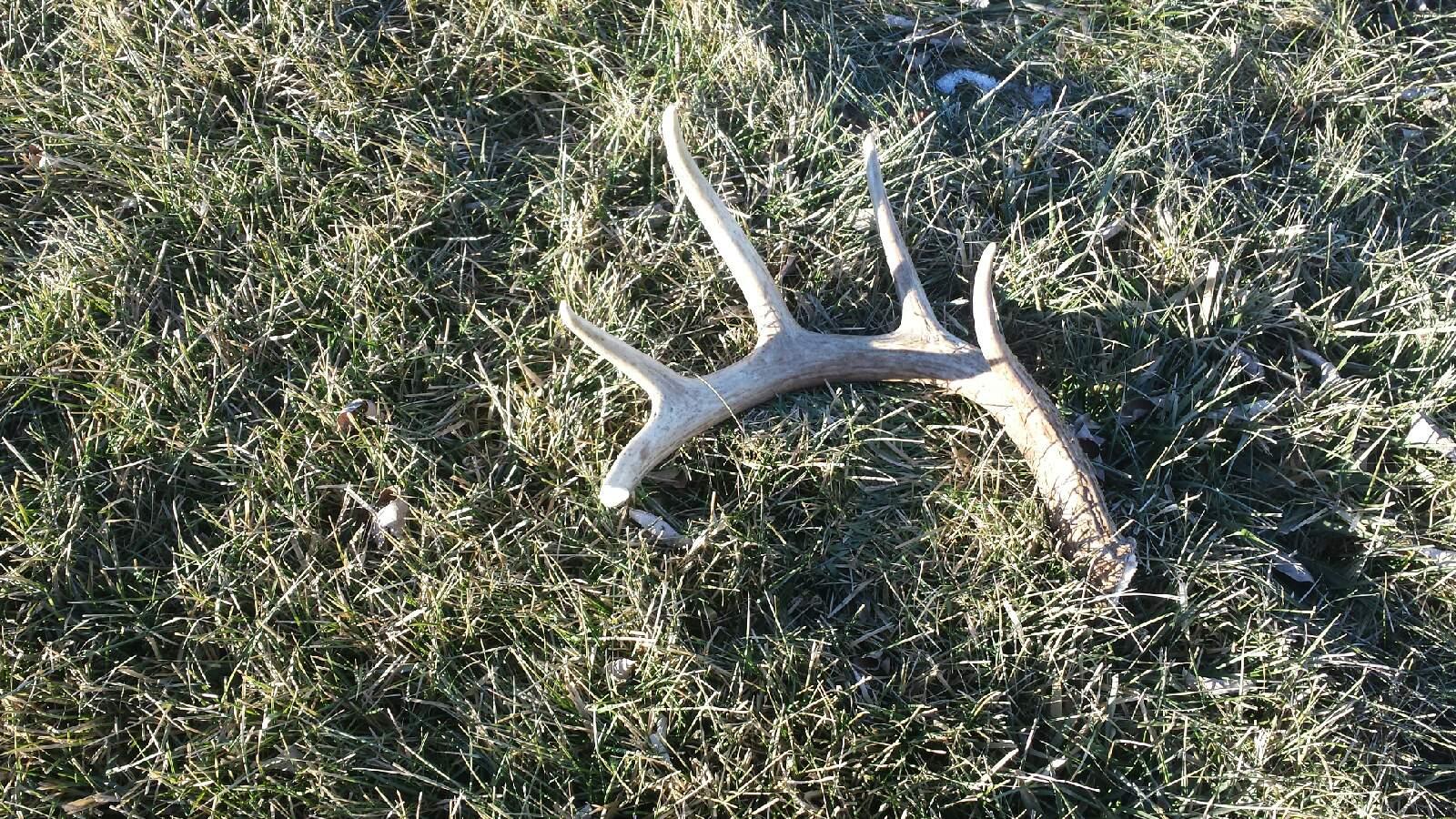 Shed White-tailed deer antler. Photo by Rob Schuette.