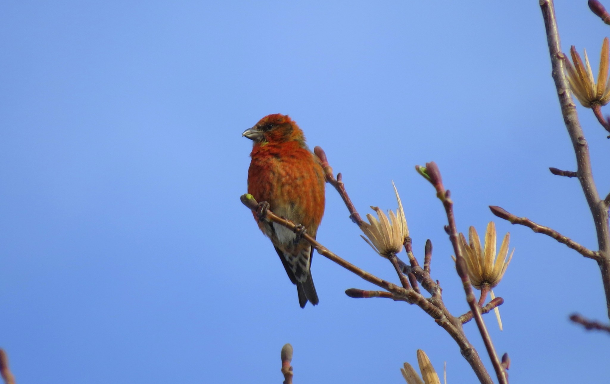 Red Crossbill, one of thirteen observed at Forest Lawn Cemetery on 29 January