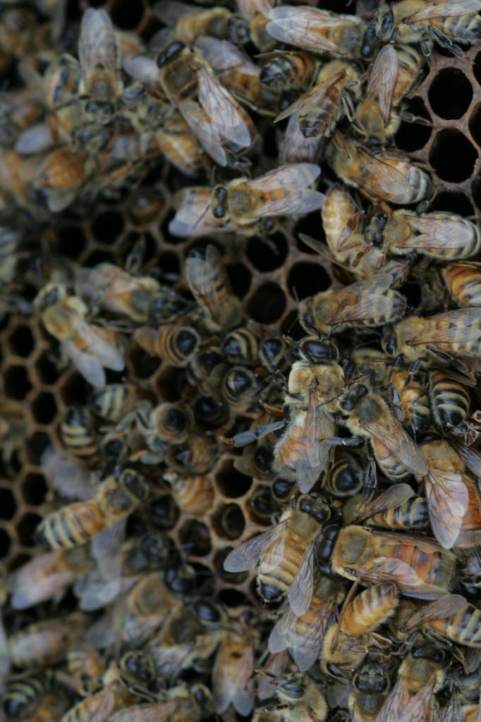 honeybees close up