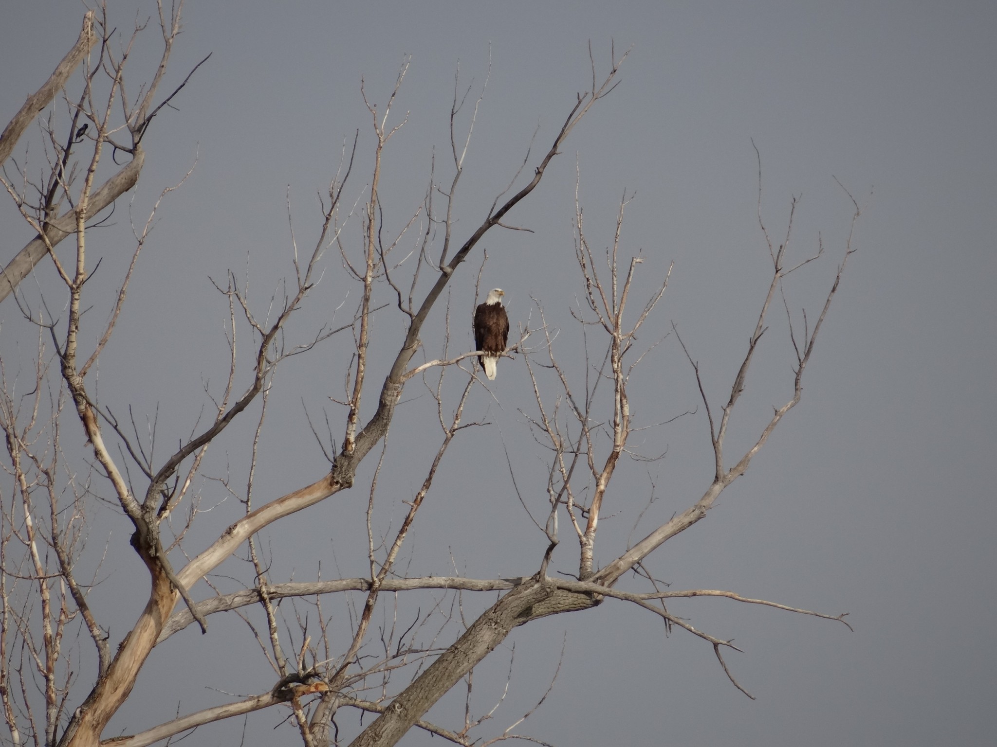 An adult bald eagle is perched in a cottonwood tree along Omaha's Carter Lake. Photo by Greg Wagner.