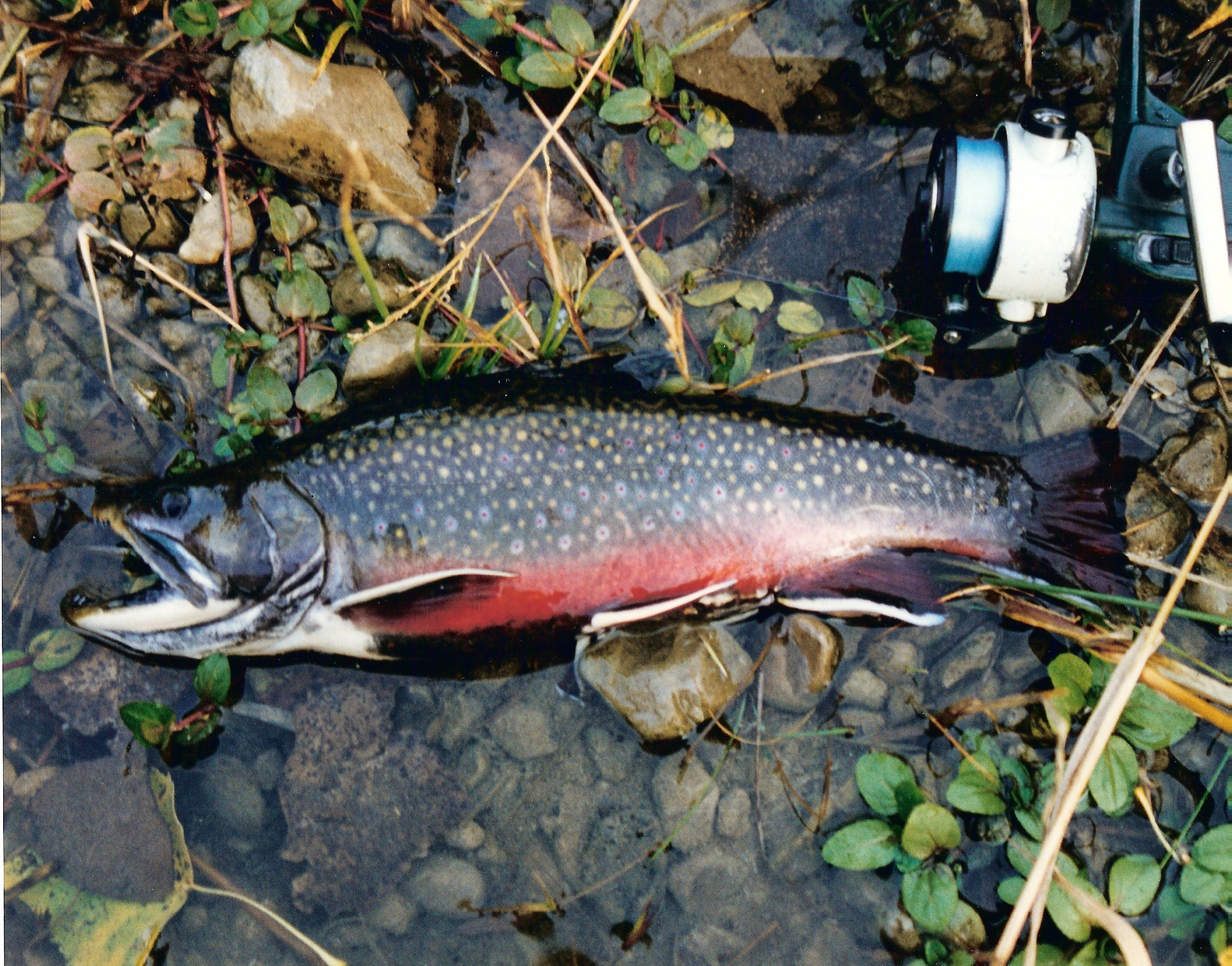 Brook Trout Spawning