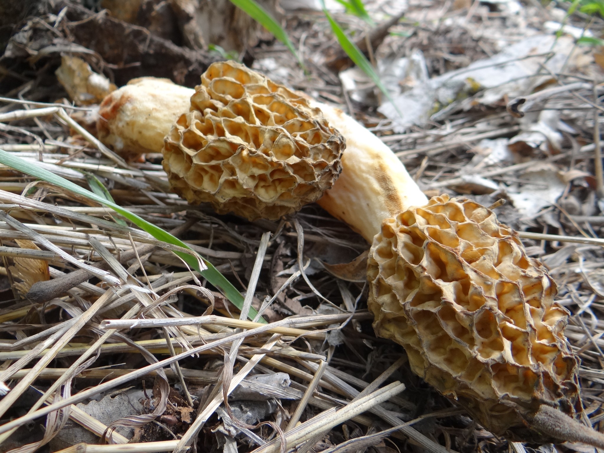 Dried morel mushrooms in Missouri River woodlands. Photo by Greg Wagner.