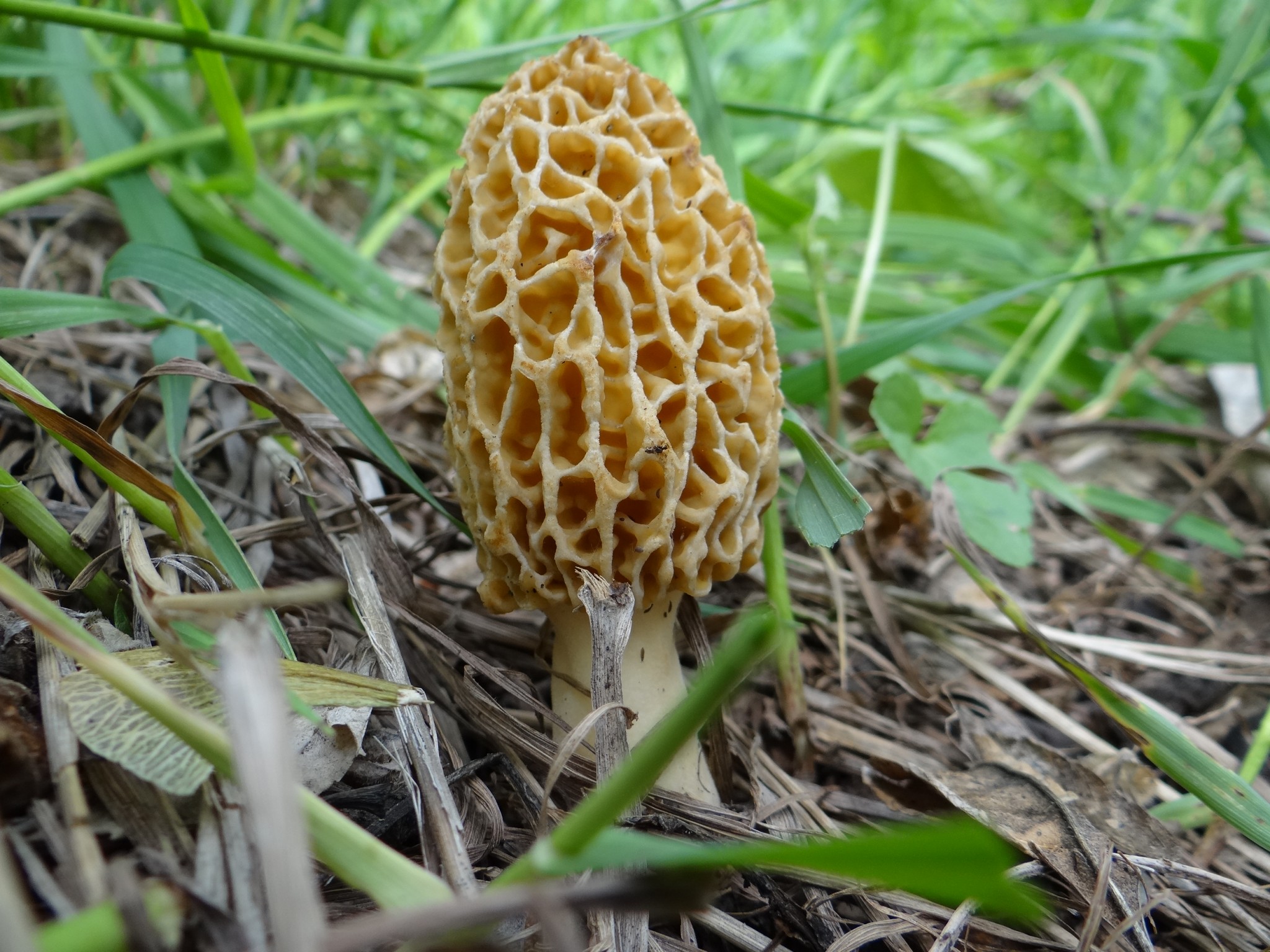 Morel mushroom in Elkhorn River bottom woodlands. Photo by Greg Wagner.