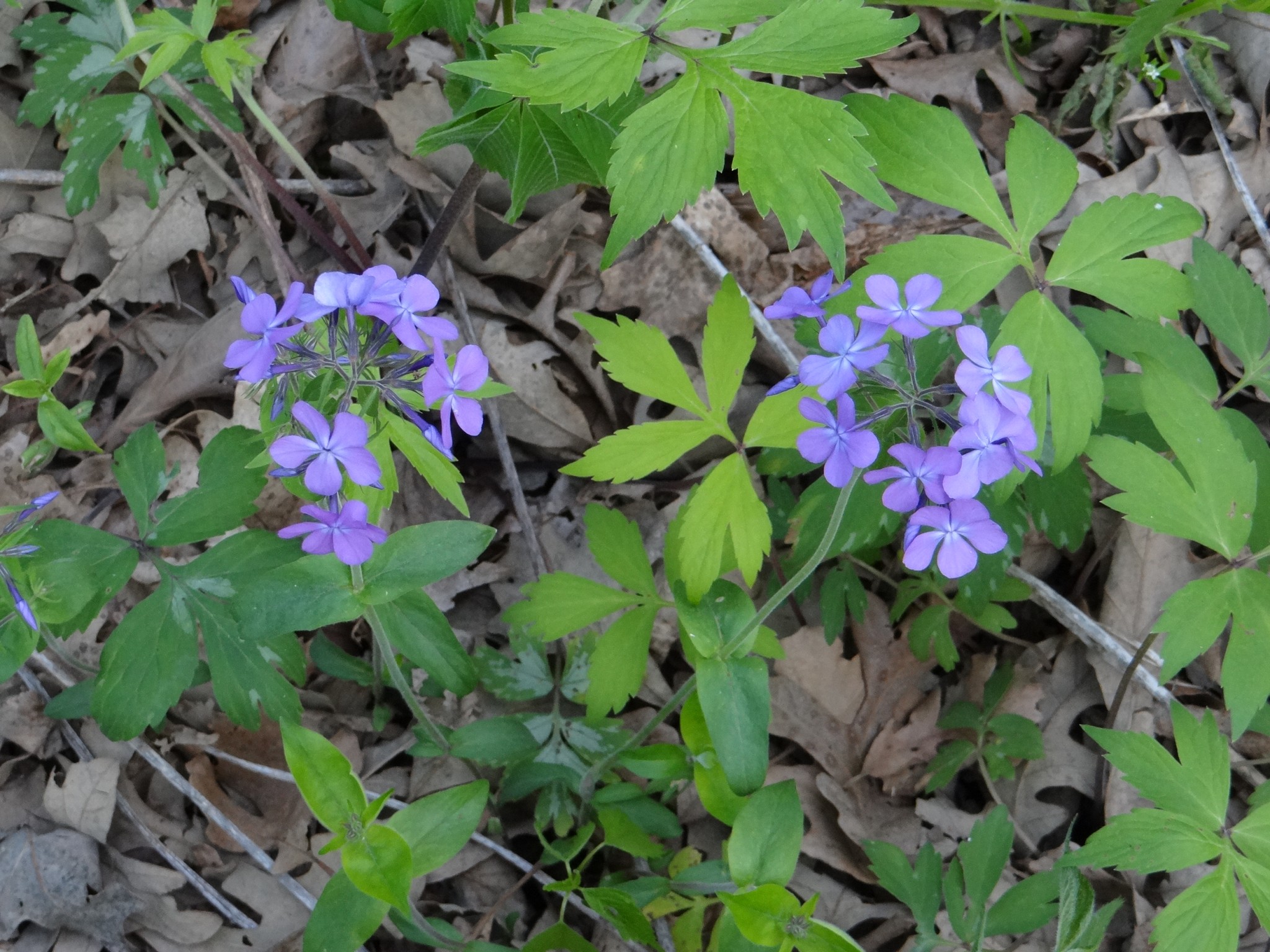 Woodland Phlox in Missouri River woods. Photo by Greg Wagner.