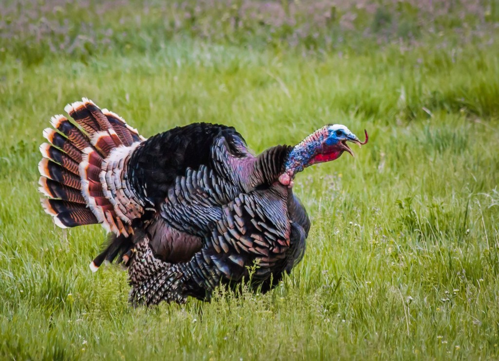 Wattles & Snoods – Turkeys Introduce Kids to Hunting