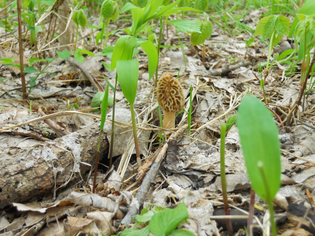 A morel mushroom discovered along Platte River bottom woodlands in late March. Photo by Greg Wagner.