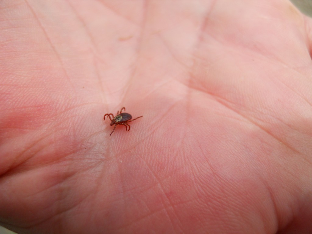 Tick on palm of hand. Photo by Greg Wagner.