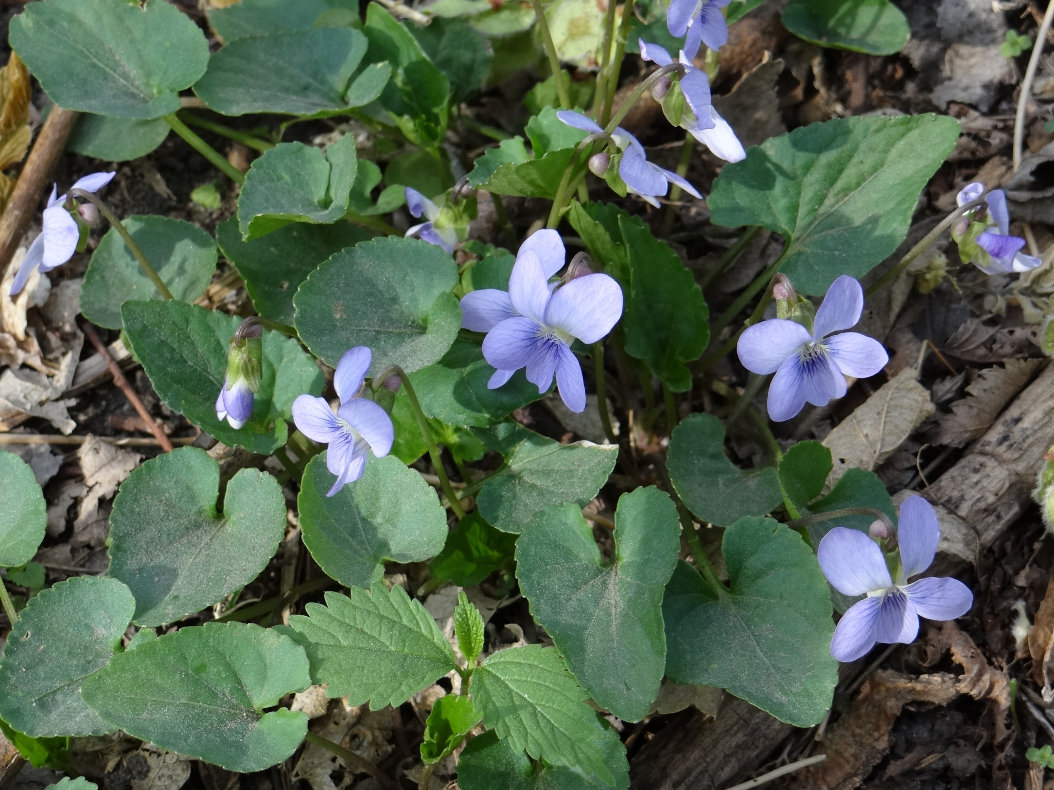 Wild violets. Photo by Greg Wagner.