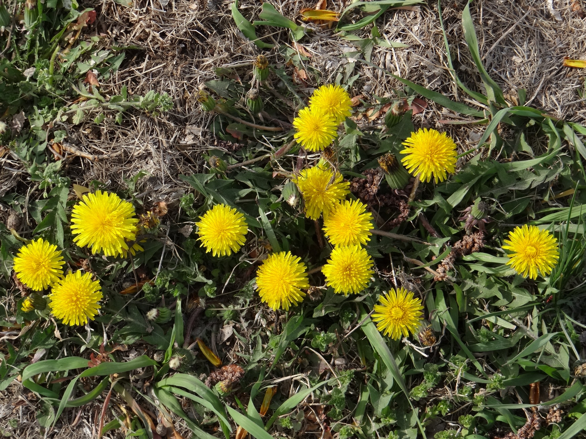 Common dandelions. Photo by Greg Wagner.