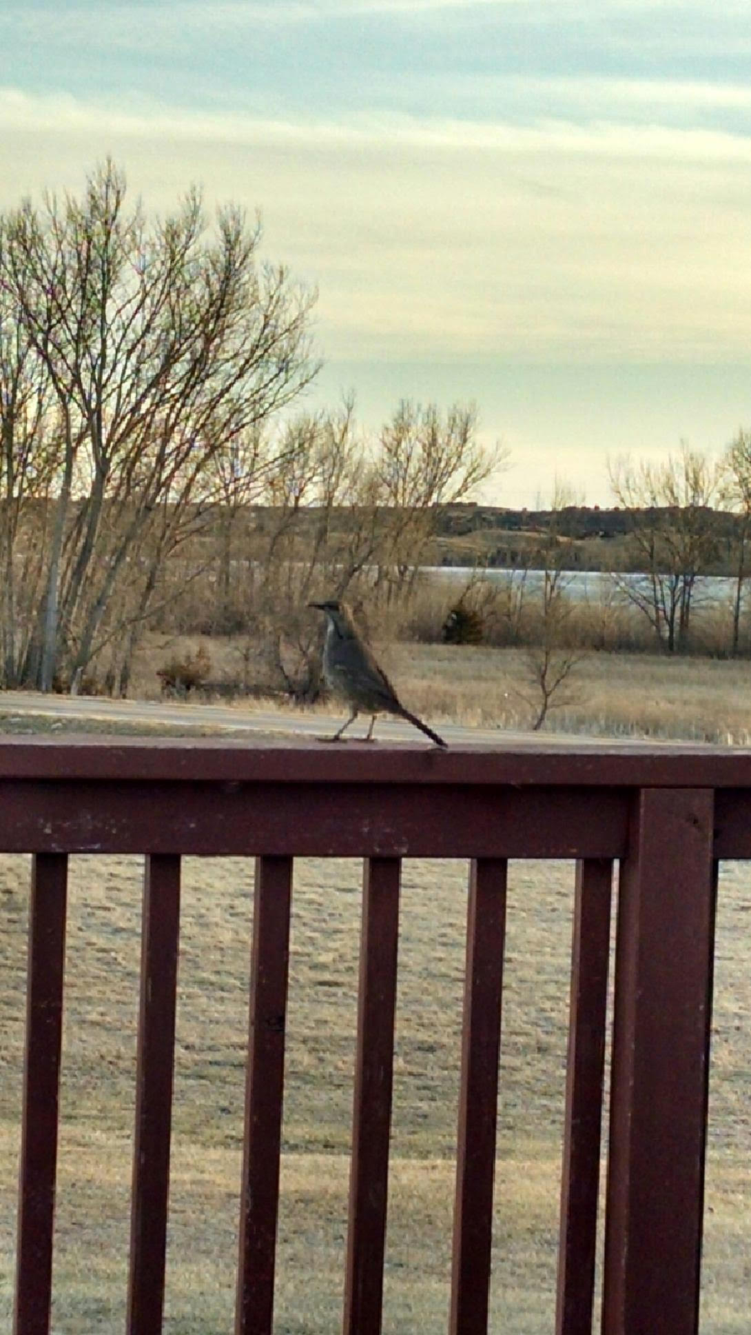 The biggest surprise of the trip was seeing a photo on Teresa Switzer's phone of what appears to be a Curve-billed Thrasher that visited their residence on 19 February. 