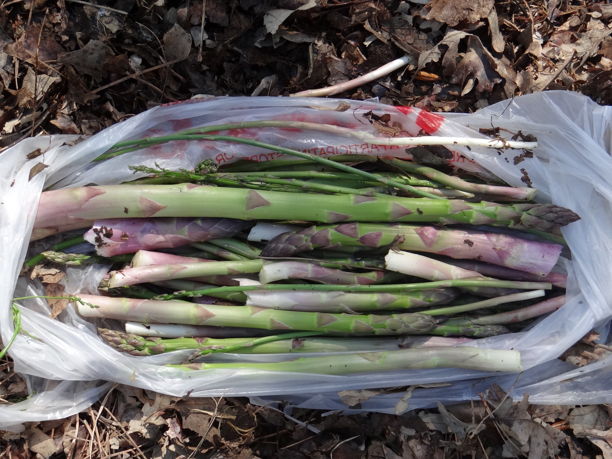 Cut wild asparagus in plastic grocery sack.. Photo by Greg Wagner.