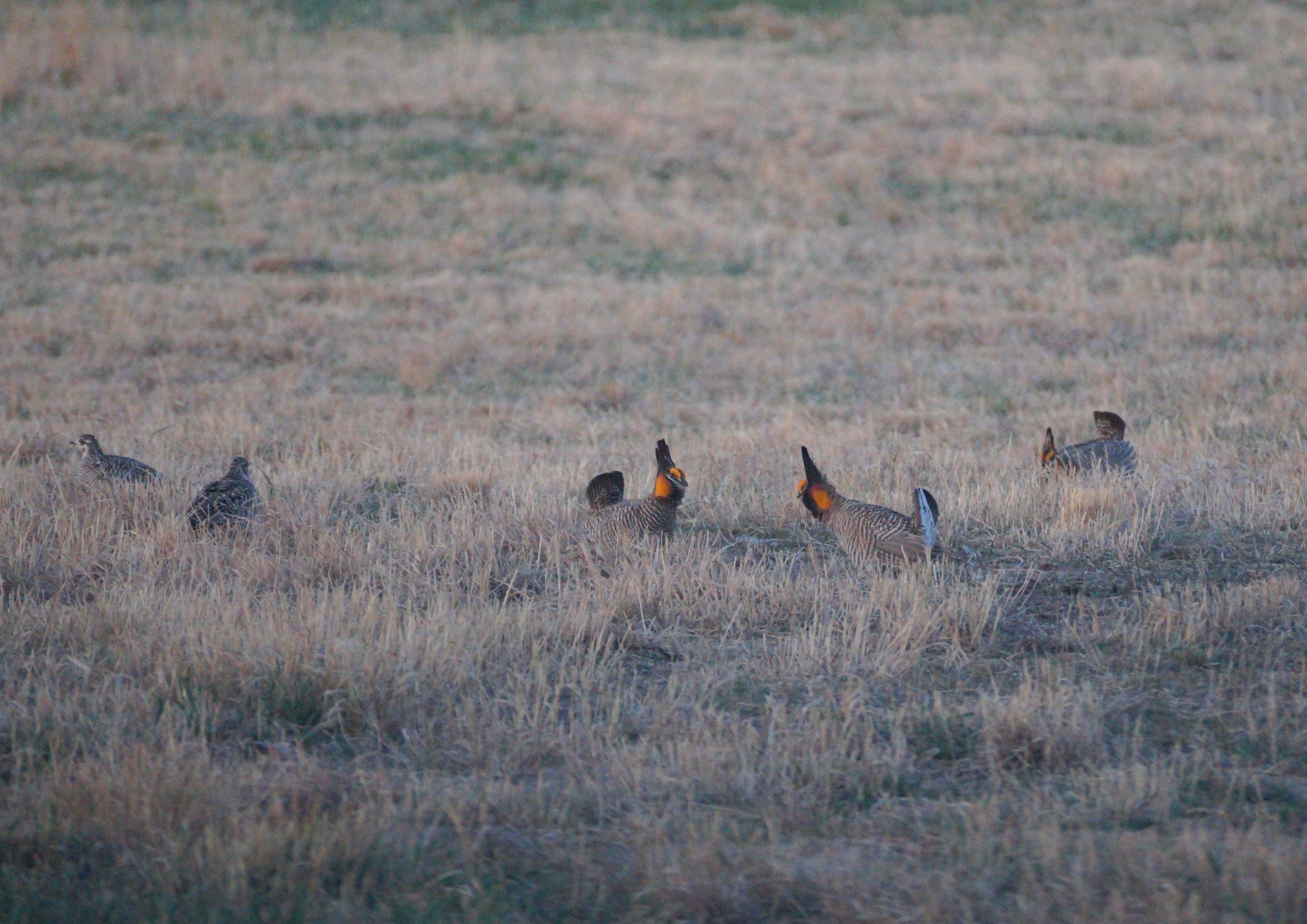 About 25 Greater Prairie-chickens were on the lek and put on quite a show early Saturday morning.