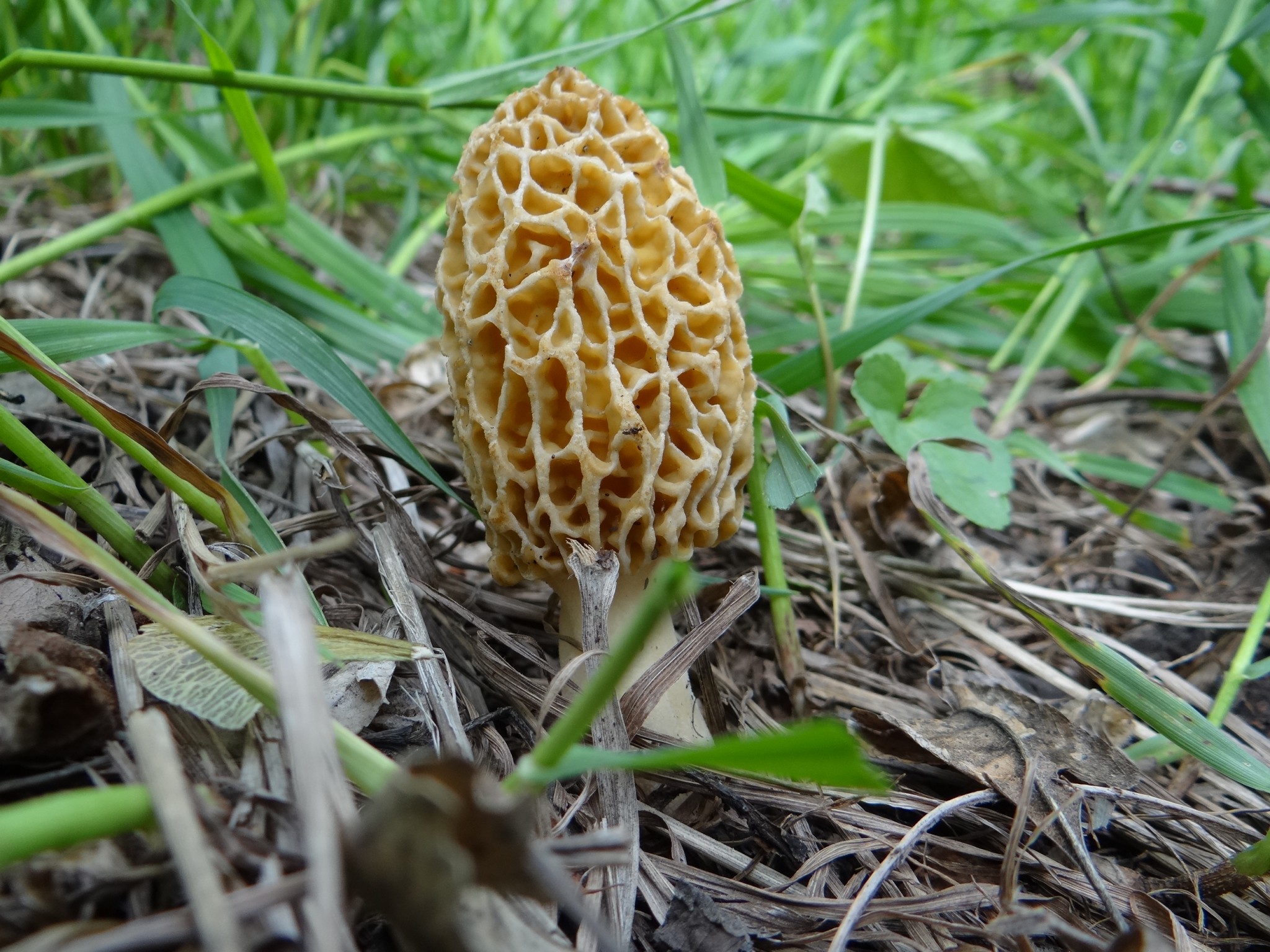 Morel Mushroom. Photo by Greg Wagner.