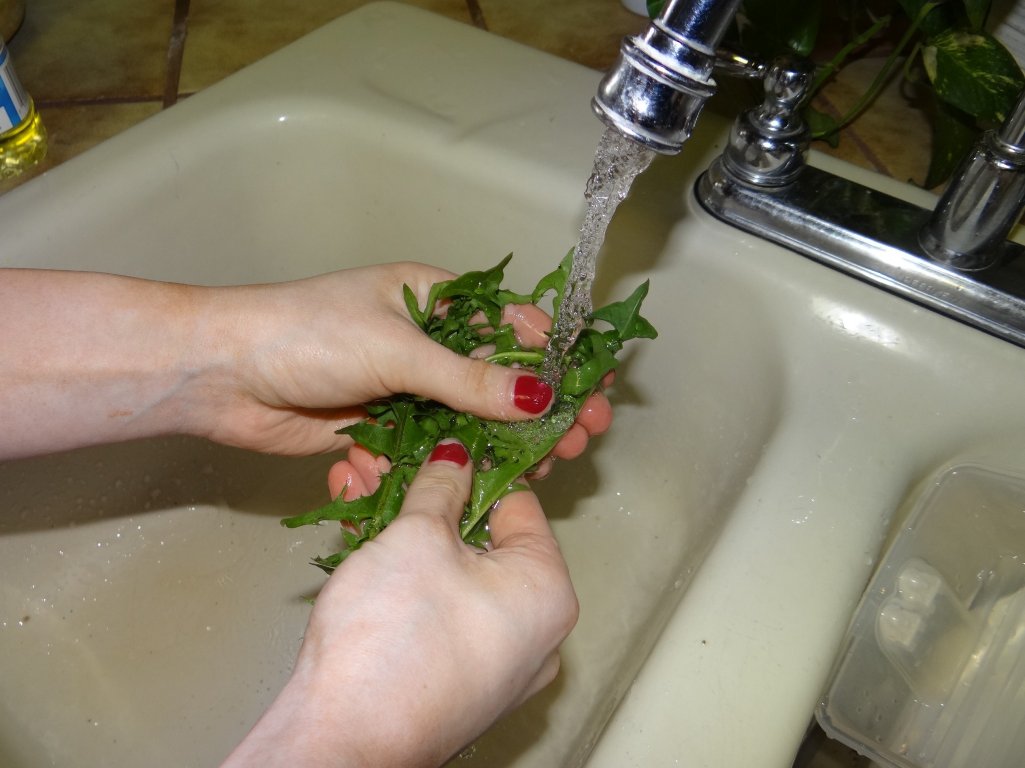 Washing common dandelion leaves. Photo by Greg Wagner.